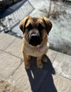 Mixed Breed Dogs Available for Adoption in Saskatoon, Saskatchewan - Gunther | PetCurious