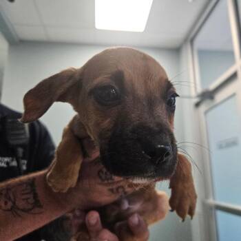 Apple Syrup -  Mixed Breed Dog for Adoption in Greensboro, North Carolina - Apple Syrup | PetCurious