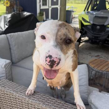 Pinky (or Jade) -  American Staffordshire Terrier and Catahoula Leopard Dog Dog for Adoption - Pinky (or Jade) | PetCurious