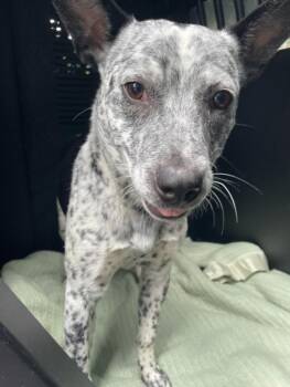 TAXI -  Australian Cattle Dog Blue Heeler and Mixed Breed Dog for Adoption - TAXI | PetCurious