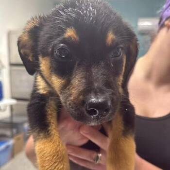 Simplicity -  Mixed Breed Dog for Adoption in Fredericksburg, Virginia - Simplicity | PetCurious