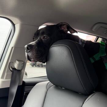 Doug -  Mixed Breed Dog for Adoption in Fairport, New York - Doug | PetCurious