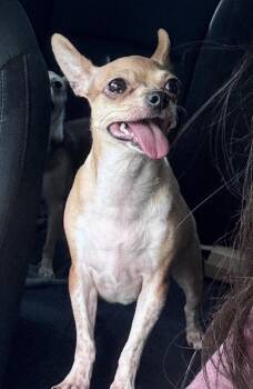Mel -  Chihuahua Dog for Adoption in Forney, Texas - Mel | PetCurious