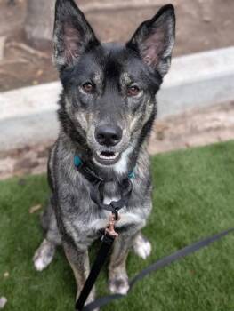 Bébé (Ptite Fille) -  German Shepherd Dog and Husky Dog for Adoption in Montreal, Quebec - Bébé (Ptite Fille) | PetCurious