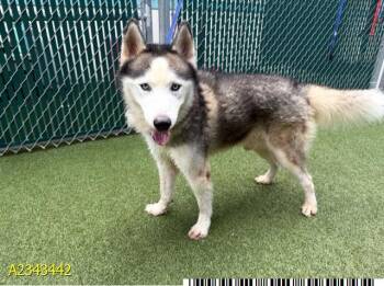 JOJO -  Mixed Breed Dog for Adoption in West Palm Beach, Florida - JOJO | PetCurious