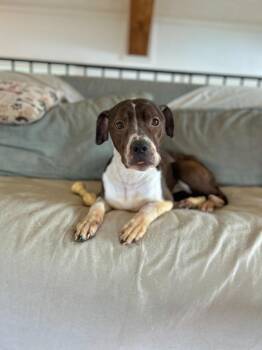 Mocha -  Pointer and Staffordshire Bull Terrier Dog Available for Adoption in Hudson, New York - Mocha | PetCurious
