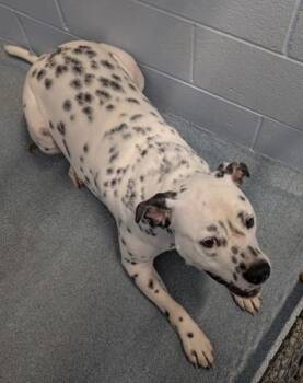 Aaron -  Dalmatian and Mixed Breed Dog for Adoption in Taylorsville, North Carolina - Aaron | PetCurious