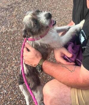 Miss Cherry Skedaddle -  Terrier Dog for Adoption in El Dorado, Arkansas - Miss Cherry Skedaddle | PetCurious