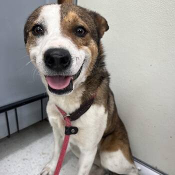 Mixed Breed Dogs Available for Adoption in Columbiana, Alabama - Oscar | PetCurious