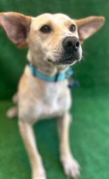 Rescue Labrador Retriever Dogs for Adoption in San Diego, California - Magguie | PetCurious