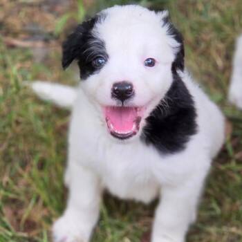 Soundgarden -  Mixed Breed Dog for Adoption in Fredericksburg, Virginia - Soundgarden | PetCurious