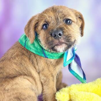 Sparky -  Wirehaired Terrier and Terrier Dog for Adoption in Boerne, Texas - Sparky | PetCurious
