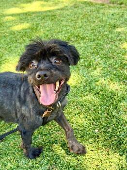 Draco -  Shih Tzu and Mixed Breed Dog for Adoption in Chico, California - Draco | PetCurious
