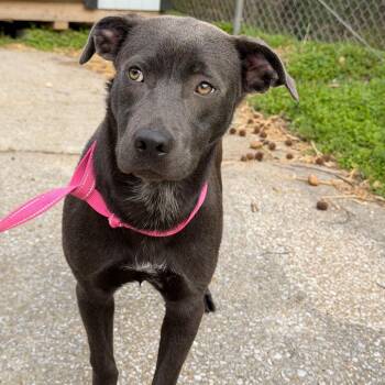 Sharon -  Labrador Retriever and Mixed Breed Dog for Adoption in Alabaster, Alabama - Sharon | PetCurious