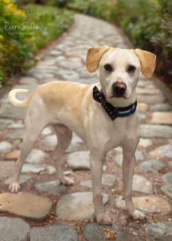 Labrador Retriever Dogs Available for Adoption - Vinnie | PetCurious