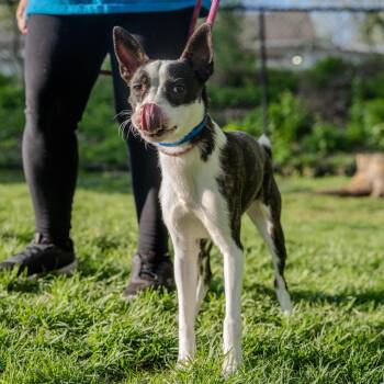 Boston Terrier Dogs Available for Adoption in Pawling, New York - Alfalfa | PetCurious