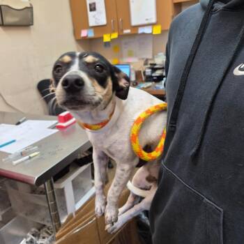 Jerome -  Terrier and Chihuahua Dog for Adoption in Birmingham, Alabama - Jerome | PetCurious