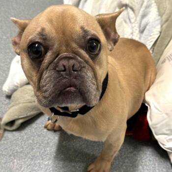 Maude -  French Bulldog Dog for Adoption in Briarcliff Manor, New York - Maude | PetCurious
