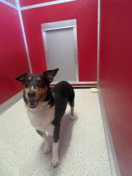 Oliver -  Cardigan Welsh Corgi and Mixed Breed Dog for Adoption in Pequot Lakes, Minnesota - Oliver | PetCurious