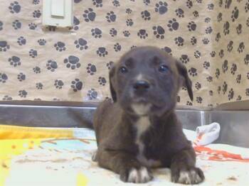 JOANIE -  Pit Bull Terrier and Mixed Breed Dog for Adoption in Sacramento, California - JOANIE | PetCurious