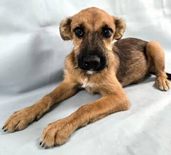 Patriot -  German Shepherd Dog and Mixed Breed Dog for Adoption in Morton Grove, Illinois - Patriot | PetCurious