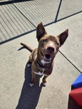 Ace -  Siberian Husky and Pit Bull Terrier Dog for Adoption in Westland, Michigan - Ace | PetCurious