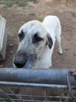 Whiskey -  Irish Wolfhound Dog for Adoption in Coeur D