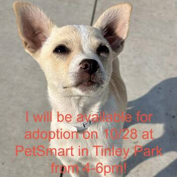 Phantom -  Chihuahua and Mixed Breed Dog for Adoption in Matteson, Illinois - Phantom | PetCurious