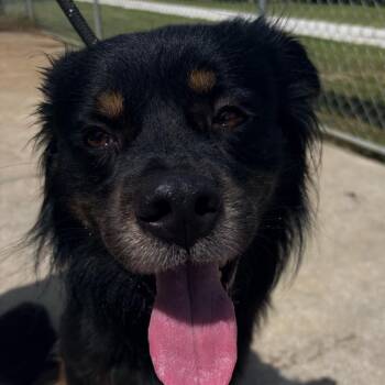 Louie 621 -  Border Collie and Mixed Breed Dog Available for Adoption in Indiantown, Florida - Louie 621 | PetCurious