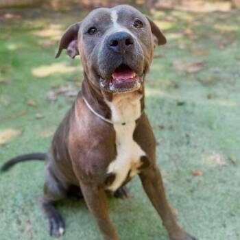 Blu -  Pit Bull Terrier Dog for Adoption in Brentwood, Tennessee - Blu | PetCurious