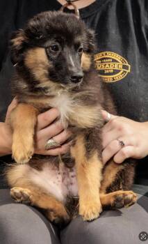 Rescue Australian Shepherd Dogs for Adoption in Chester Springs, Pennsylvania - Bruce And Herbie | PetCurious