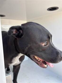 DUMPLING -  Labrador Retriever and Mixed Breed Dog for Adoption in Houston, Texas - DUMPLING | PetCurious