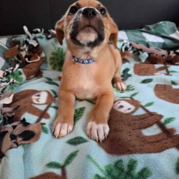 Barrel -  Mixed Breed Dog for Adoption in Toms River, New Jersey - Barrel | PetCurious