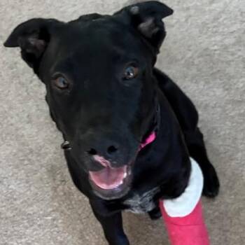 Rocky -  Black Labrador Retriever and Mixed Breed Dog for Adoption in Dover, Arkansas - Rocky | PetCurious