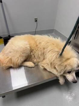 Ic-11 Cloud -  Great Pyrenees Dog for Adoption in Lawrenceville, Georgia - Ic-11 Cloud | PetCurious