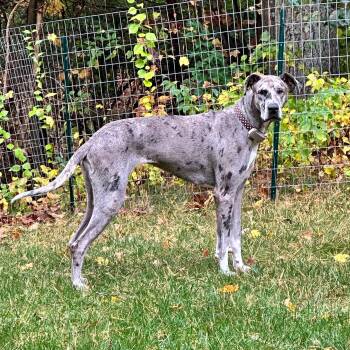 Ash -  Great Dane Dog for Adoption in New York, New York - Ash | PetCurious