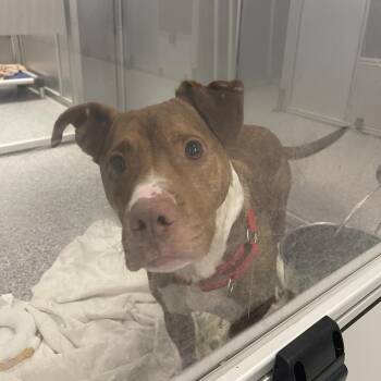 Rambo -  Mixed Breed Dog for Adoption in Mentor, Ohio - Rambo | PetCurious