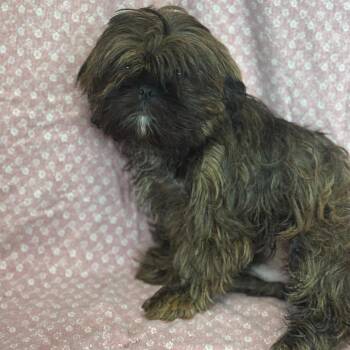 Hercules -  Shih Tzu and Mixed Breed Dog for Adoption in San Antonio, Texas - Hercules | PetCurious