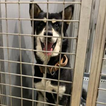 James -  Husky Dog for Adoption in Austin, Texas - James | PetCurious