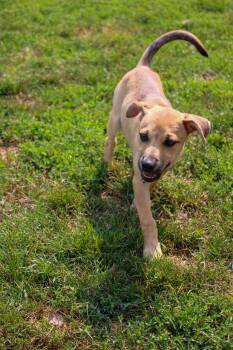 Ginny the love bug -  German Shepherd Dog Dog for Adoption in Houston, Texas - Ginny The Love Bug | PetCurious