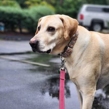 Benji -  Yellow Labrador Retriever and Great Dane Dog for Adoption in Warwick, Rhode Island - Benji | PetCurious