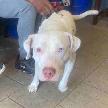 Mixed Breed Dogs Available for Adoption in Huntington, West Virginia - Adonis | PetCurious