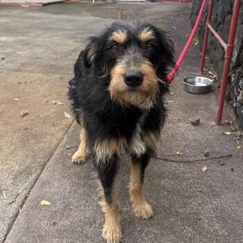 Mixed Breed Dogs Available for Adoption in Volcano, Hawaii - COH-A-67013 | PetCurious