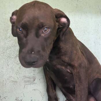 River -  Mixed Breed Dog for Adoption in Tyler, Texas - River | PetCurious