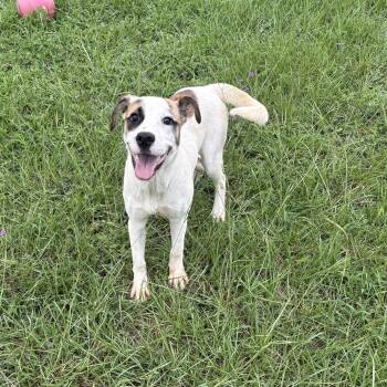 Wisteria -  Bulldog Dog for Adoption in Valdosta, Georgia - Wisteria | PetCurious