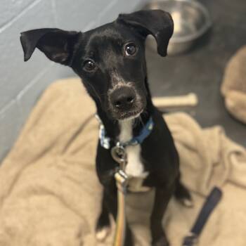 Rescue Dachshund and Labrador Retriever Dogs for Adoption in Las Vegas, Nevada - Valen | PetCurious