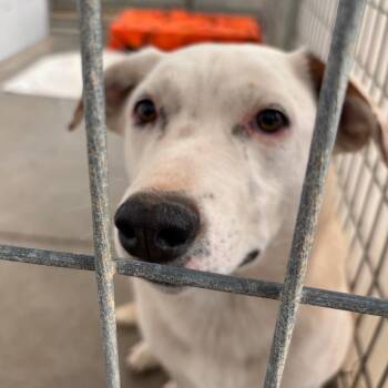 Coonhound Dogs Available for Adoption in Taos, New Mexico - Bug | PetCurious
