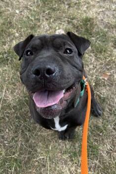 MATEY -  Pit Bull Terrier and Shar Pei Dog for Adoption in Kent, Washington - MATEY | PetCurious