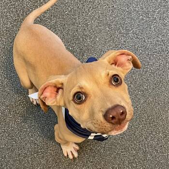 Sprout -  Great Dane and Labrador Retriever Dog for Adoption in Metamora, Michigan - Sprout | PetCurious