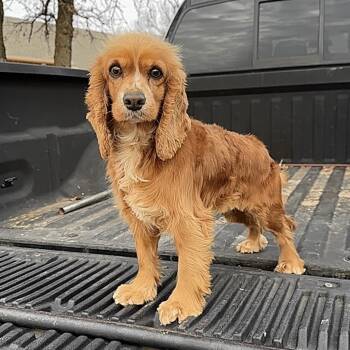 Cocker Spaniel Dogs Available for Adoption - Lady  | PetCurious